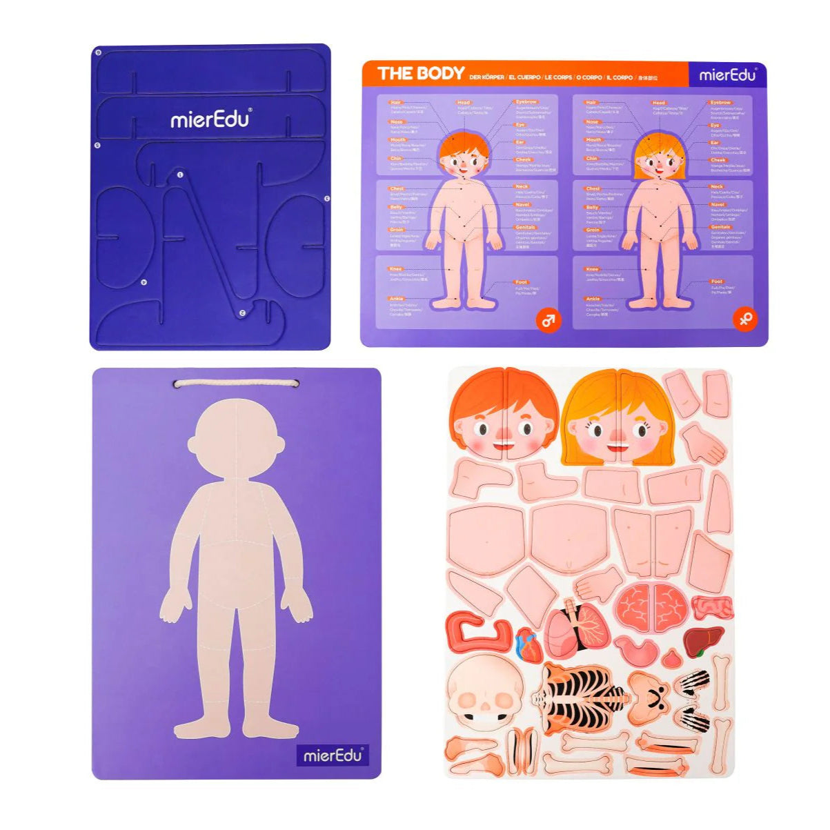 Magnetic Pad - Human Anatomy