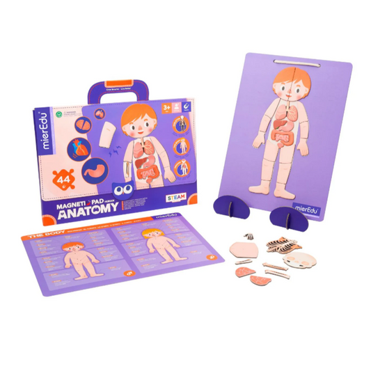 Magnetic Pad - Human Anatomy